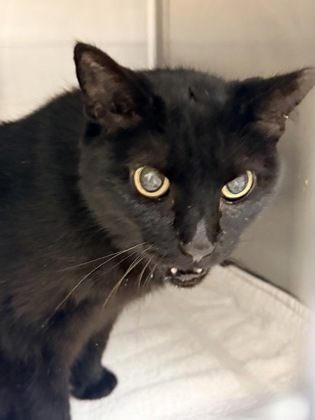 61807332 - Domestic Shorthair / Mix available for adoption