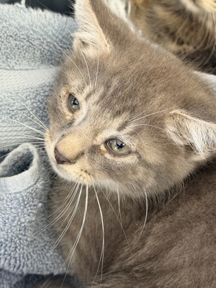 61740792 - Domestic Medium Hair / Mix available for adoption
