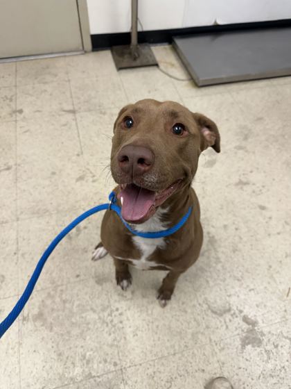 BRUNO - American Pit Bull Terrier / Mix available for adoption