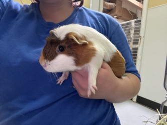 CINNIBON - Guinea Pig / Guinea Pig available for adoption