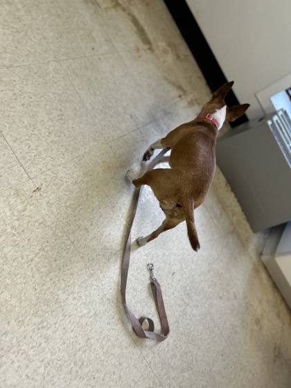 61807525 - Short Coat Chihuahua / Mix available for adoption
