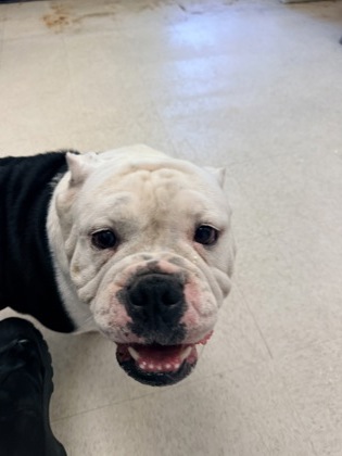 61826569 - Bully American  - Standard / Mix available for adoption