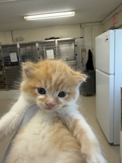 61919732 - Domestic Medium Hair / Mix available for adoption