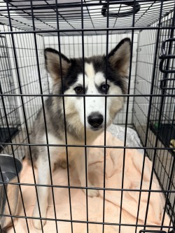 61689169 - Siberian Husky / Pomeranian available for adoption