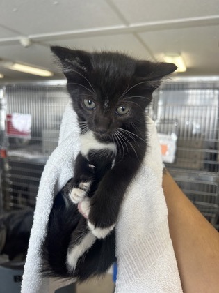 61835850 - Domestic Shorthair / Mix available for adoption