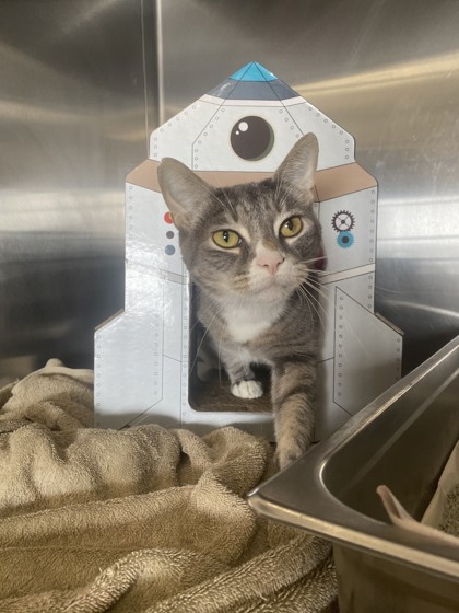 BUDDA - Domestic Shorthair / Mix for adoption in Portsmouth