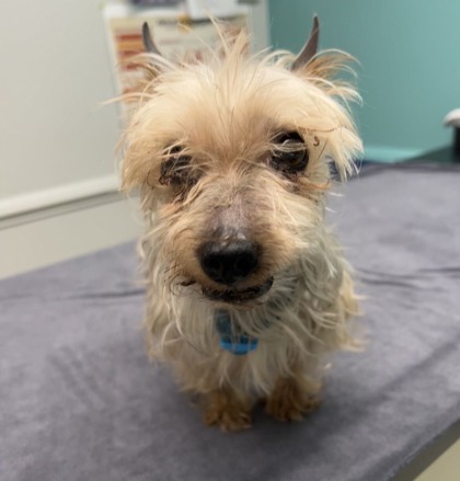61953779 - Yorkshire Terrier / Mix available for adoption