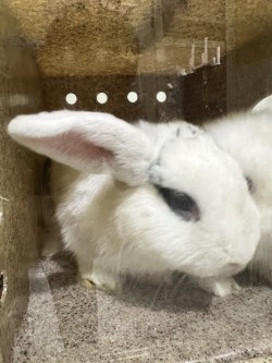 61997626 - Rabbit / Rabbit available for adoption