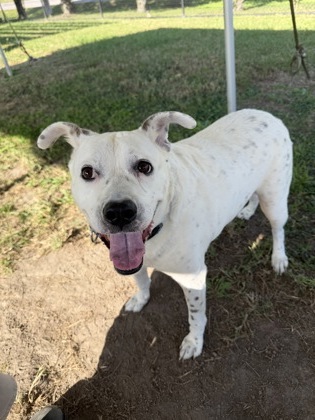 NALA - Pit Bull Terrier / Mix available for adoption