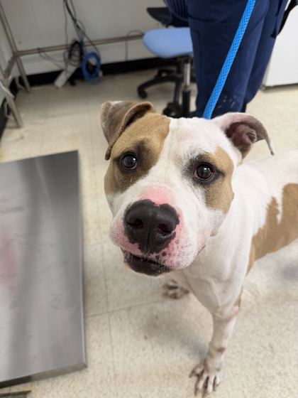 61881083 - Pit Bull Terrier / Mix available for adoption
