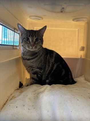 TIAGO - Domestic Shorthair / Mix available for adoption