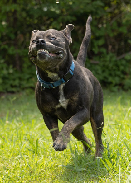 DRACO - American Pit Bull Terrier / Mix for adoption in Norfolk