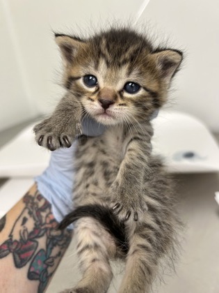 61763108 - Domestic Shorthair / Mix available for adoption