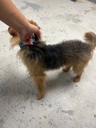 61803624 - Terrier / Mix available for adoption