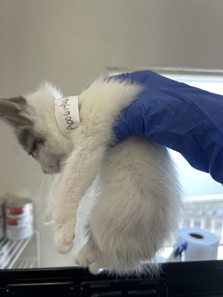 61466259 - Domestic Shorthair / Mix available for adoption