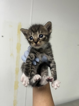 61709458 - Domestic Medium Hair / Mix available for adoption
