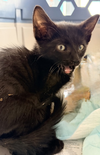 61805924 - Domestic Shorthair / Mix available for adoption