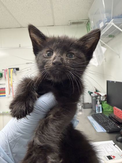 61737675 - Domestic Shorthair / Mix available for adoption
