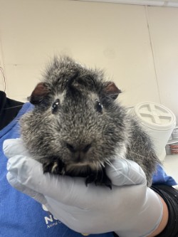 61979592 - Guinea Pig / Guinea Pig available for adoption