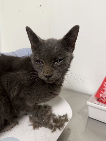 61735230 - Domestic Shorthair / Mix available for adoption