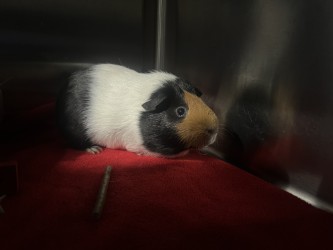 COCO - Guinea Pig / Guinea Pig available for adoption