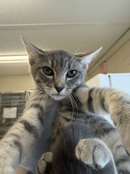 61757453 - Domestic Shorthair / Mix available for adoption