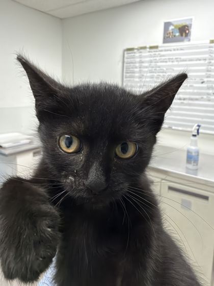 61955078 - Domestic Shorthair / Mix available for adoption