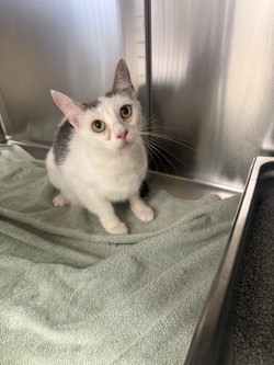 BUSCEMI - Domestic Shorthair / Mix for adoption in Portsmouth