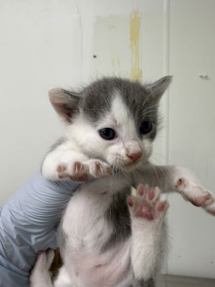 61637219 - Domestic Shorthair / Mix available for adoption