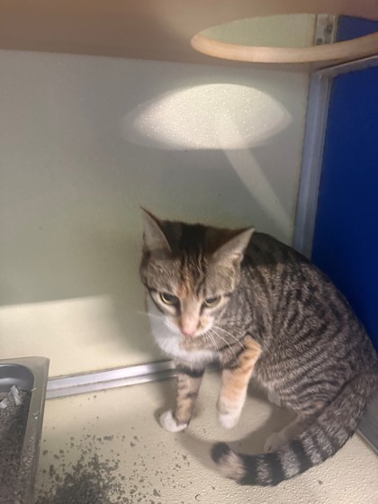 TABITHA JINX - Domestic Shorthair / Mix available for adoption