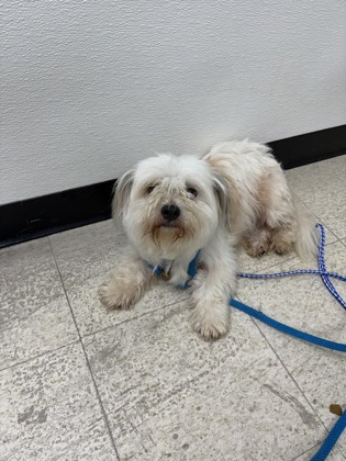 61714488 - Shih Tzu / Mix available for adoption