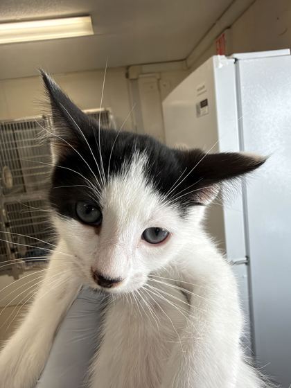 61989584 - Domestic Shorthair / Mix available for adoption