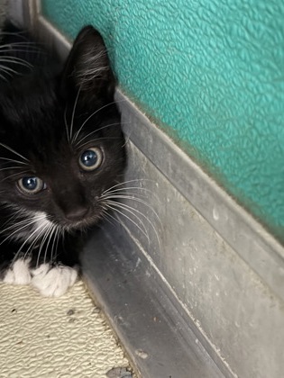 61841483 - Domestic Shorthair / Mix available for adoption