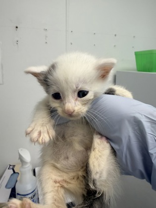 61804674 - Domestic Shorthair / Mix available for adoption