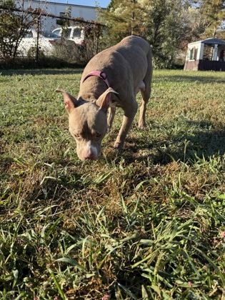 61951062 - Pit Bull Terrier / Mix available for adoption