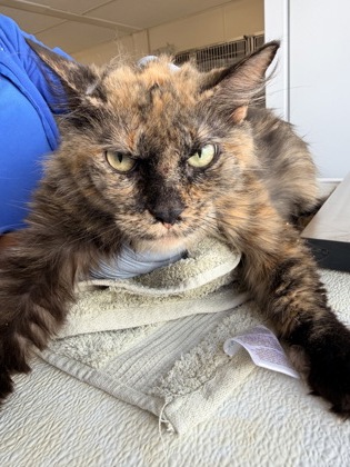 MINA - Domestic Medium Hair / Mix available for adoption