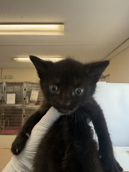 61716061 - Domestic Shorthair / Mix available for adoption