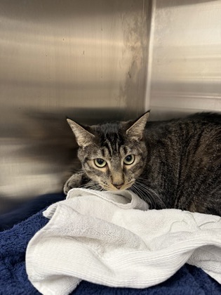 61895722 - Domestic Shorthair / Mix available for adoption