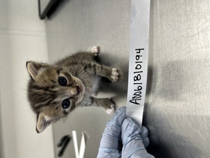 61810194 - Domestic Shorthair / Mix available for adoption