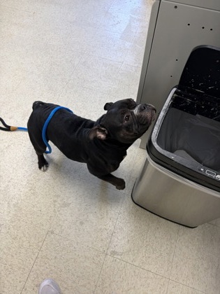 61826559 - Bully American - Pocket / Mix available for adoption