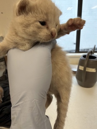 61845870 - Domestic Shorthair / Mix available for adoption