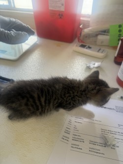 61688323 - Domestic Medium Hair / Mix available for adoption
