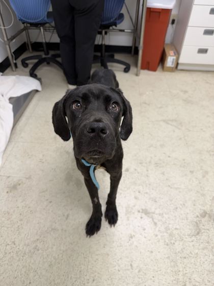 TIMBER - Mastiff / Mix for adoption in Norfolk