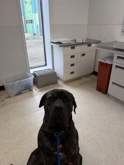 61807931 - Perro de Presa Canario / Mix available for adoption