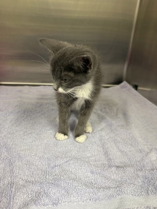 61773583 - Domestic Shorthair / Mix available for adoption