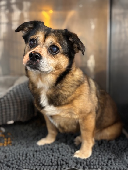 DIAMOND - Pug / Pomeranian available for adoption