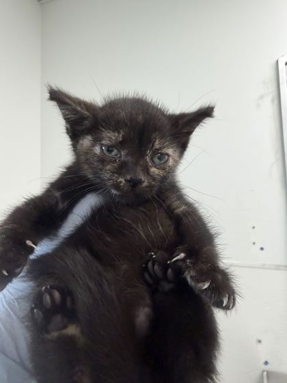 61880046 - Domestic Shorthair / Mix available for adoption