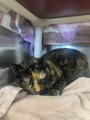 61736345 - Domestic Shorthair / Mix available for adoption