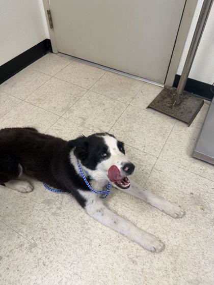 61855826 - Border Collie / Mix available for adoption