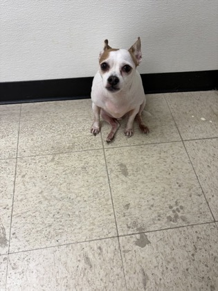 BUDDY - Short Coat Chihuahua / Mix available for adoption